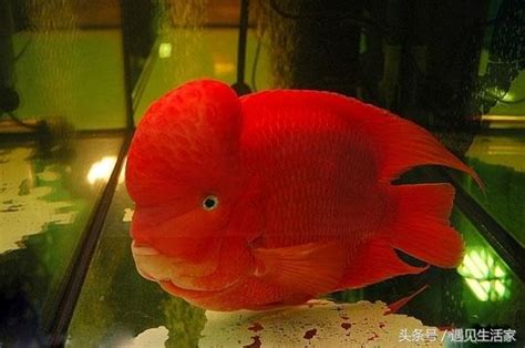 財神鸚鵡魚